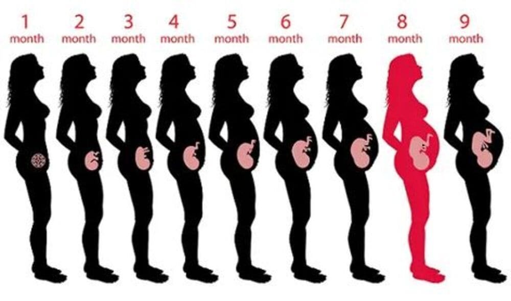 “Gravidez Mês a Mês: Tudo que Acontece com Você e seu Bebê nos 9 Meses da Gestação!”