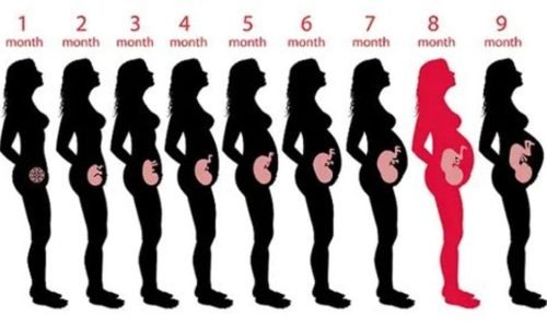 gravidez mês a mês